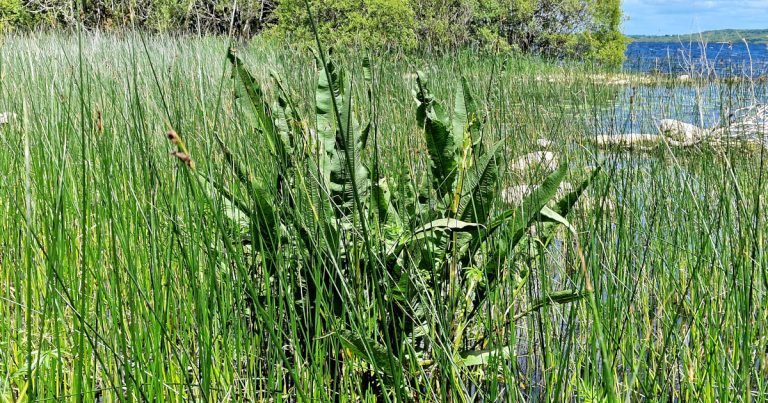  An Chopóg Uisce Rumex hydrolapathum