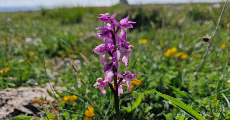  An Magairlín Meidhreach Orchis mascula