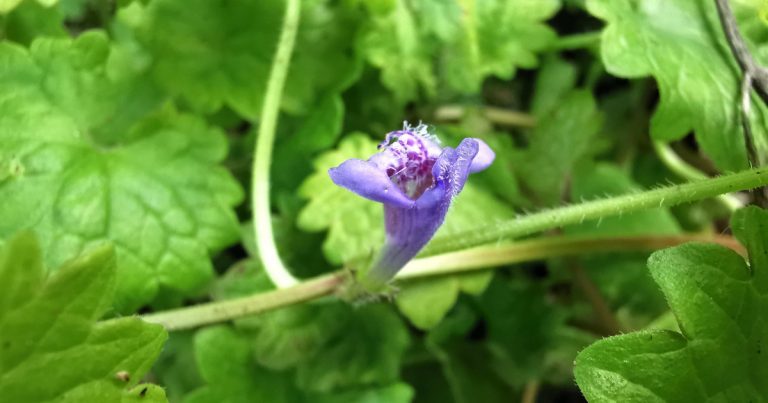  An tAthair Lusa Glechoma hederacea