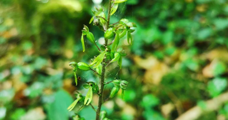  An Dédhuilleog Neottia ovata