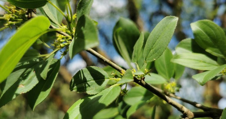  An Paide Bréan Rhamnus cathartica