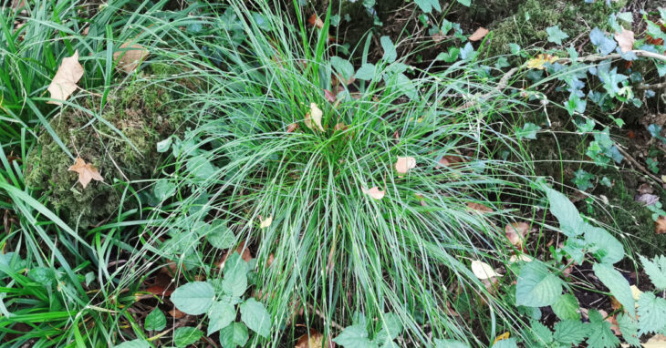  An Chíb Scartha Carex remota