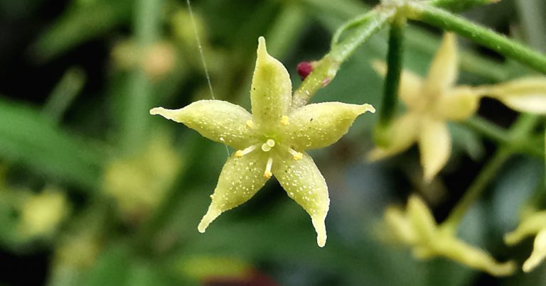  Garbhlus na Boirne Rubia peregrina