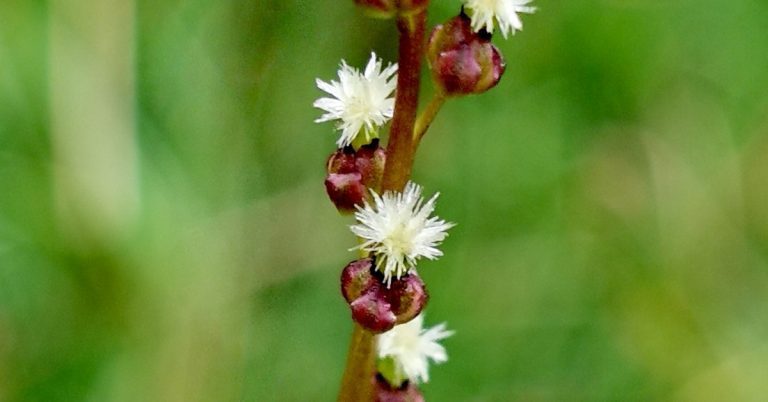  Barr an Mhilltigh Triglochin palustris