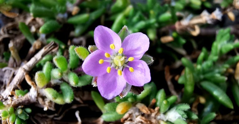  Cabróis na gCloch Spergularia rupicola