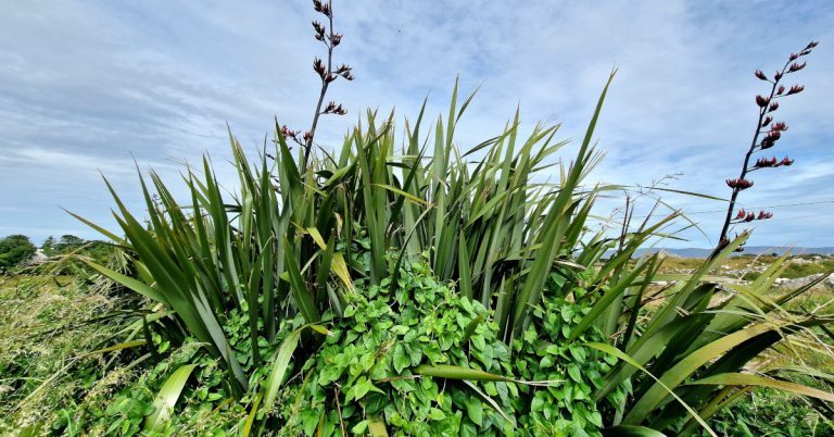  Líon na Nua-Shéalainne Phormium tenax