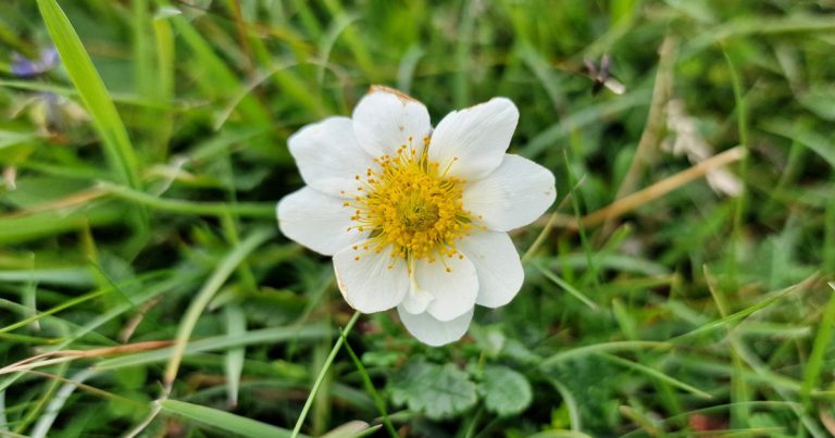 An Leaithín*