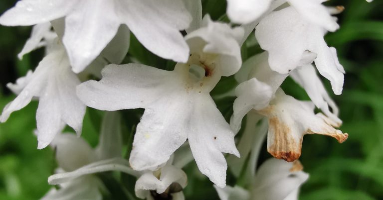  Nuacht Bhallach Uí Cheallaigh Dactylorhiza fuchsii var. okellyi