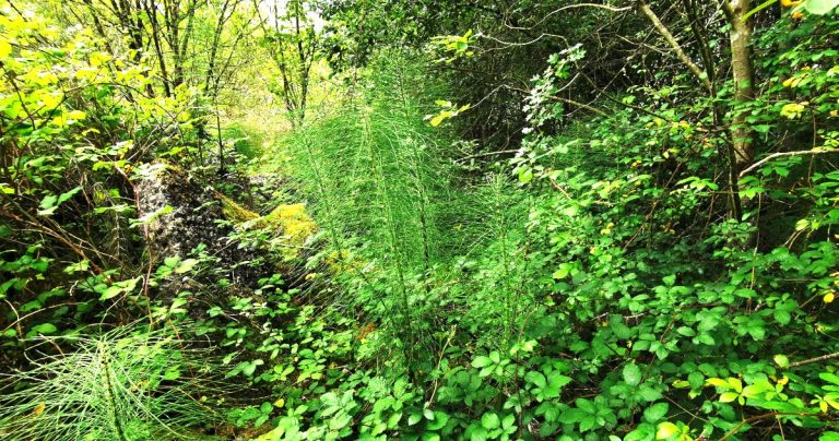  An Fheadóg Equisetum telmateia