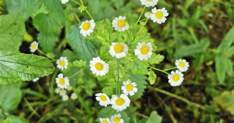  An Lus Deartán Tanacetum parthenium