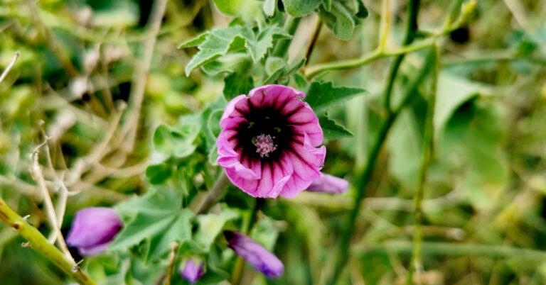  An Hocas Ard Malva arborea