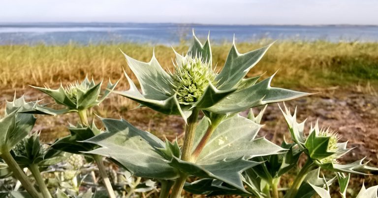  An Cuileann Trá Eryngium maritimum