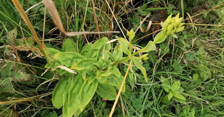  An Garbhán Creagach Saponaria officinalis