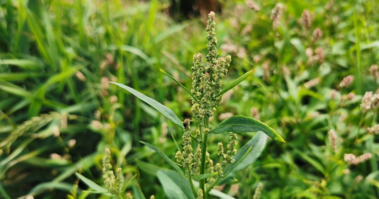  An Eilifleog Chaol Atriplex patula