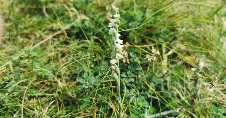  Cúilín Muire Spiranthes spiralis