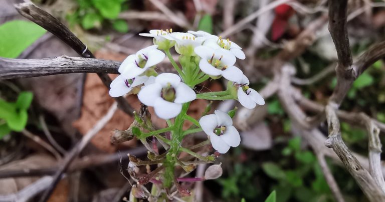  Alison Cumhra Lobularia maritima