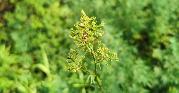  An Rú Léana Thalictrum flavum