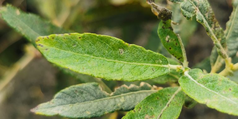  An tSaileach Liath Salix cinerea fosp. cinerea