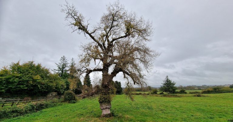  An Phoibleog Dhubh Atlantaigh Populus nigra betulifolia