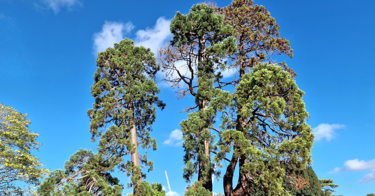 You are currently viewing  An Mhórghiúis Dhúdach <br><span style='font-size:16px;'>Sequoiadendron giganteum</span>