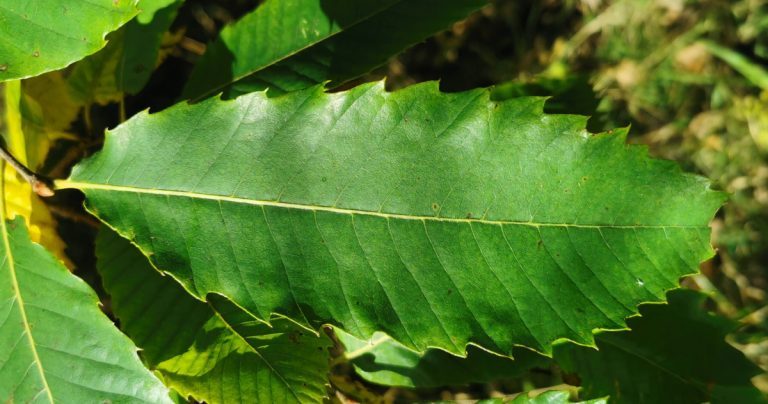  An Castán Castanea sativa
