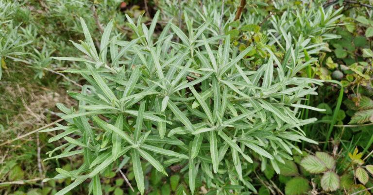  An Draighean Mara Hippophae rhamnoides