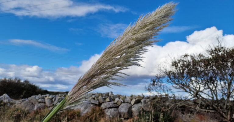  An Féar Pampas Cortaderia selloana