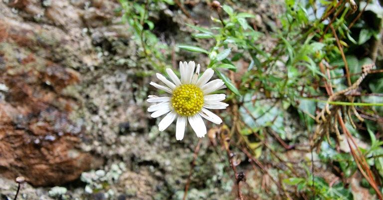  An Nóinín Balla Erigeron karvinskianus