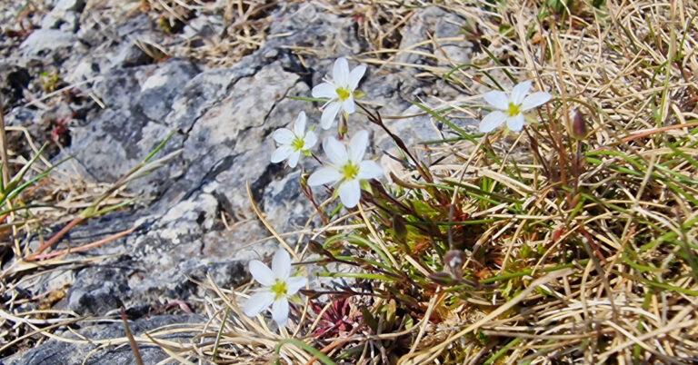  An Gaineamhlus Earraigh Sabulina verna
