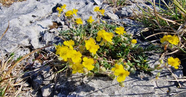  An Grianrós Liath Helianthemum oelandicum