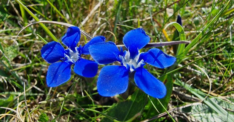  An Ceadharlach Bealtaine Gentiana verna