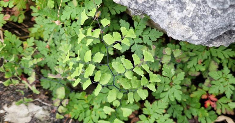 An Dúchosach Adiantum capillus-veneris