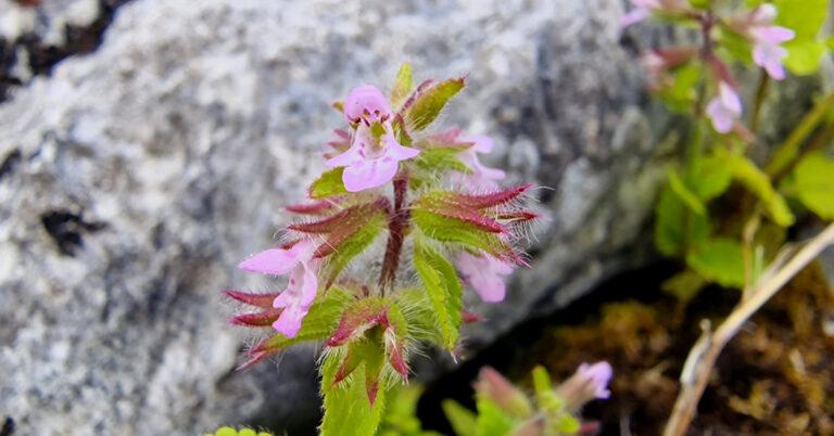  An Cuislín gan Duaire Stachys arvensis