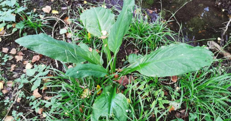  An Geathar Buí Lysichiton americanus