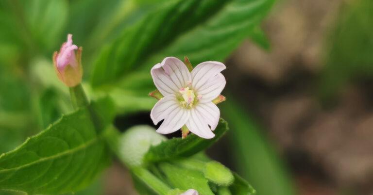  An Saileachán Luath Epilobium ciliatum