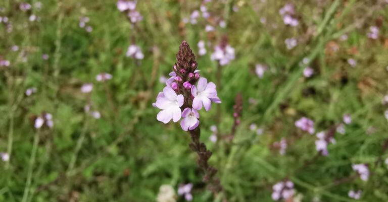  An Bheirbhéine Verbena officinalis