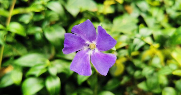  An Fincín Beag Vinca minor