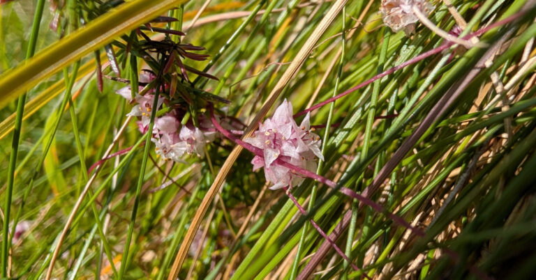  An Clamhán Cuscuta epithymum